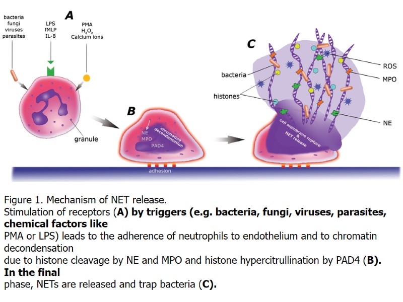 Figure 1. Mechanism of NET release. Stimulation of receptors (A) by triggers (e.g. bacteria,